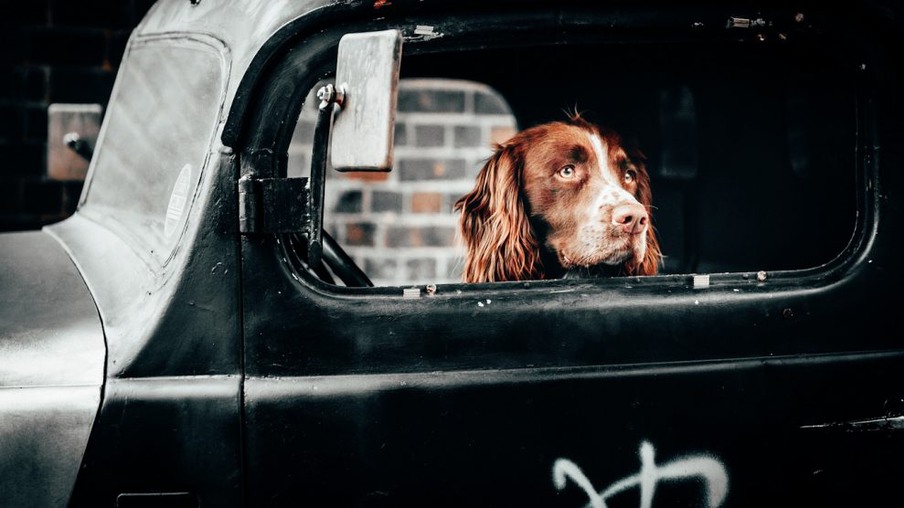 Ford pode lançar cinto de segurança canino [pixabay]